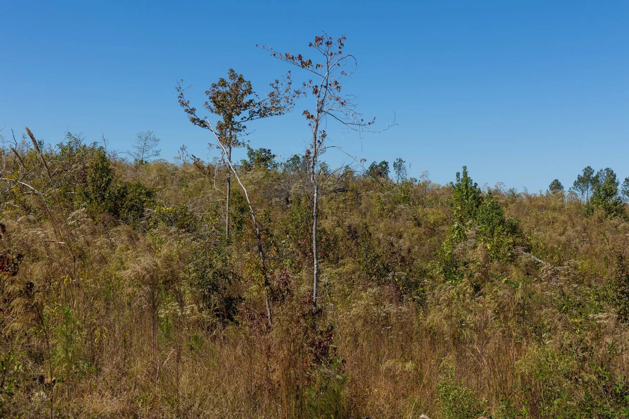Meyer’s Ridge Tract 18 in Attala County, MS