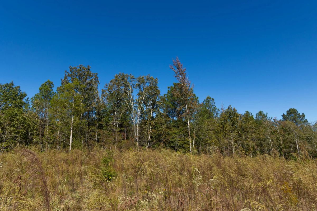 Decorative background for Meyer’s Ridge Tract 18 image 6