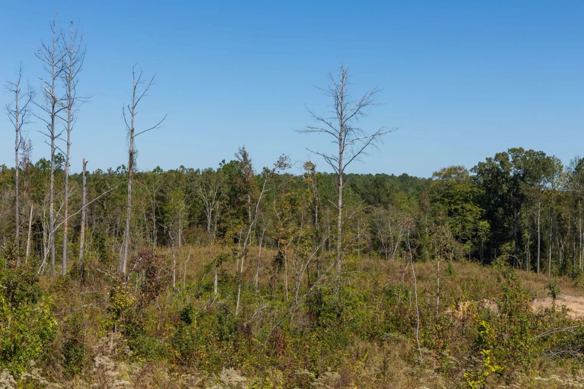 Decorative background for Meyer’s Ridge Tract 18 image 7
