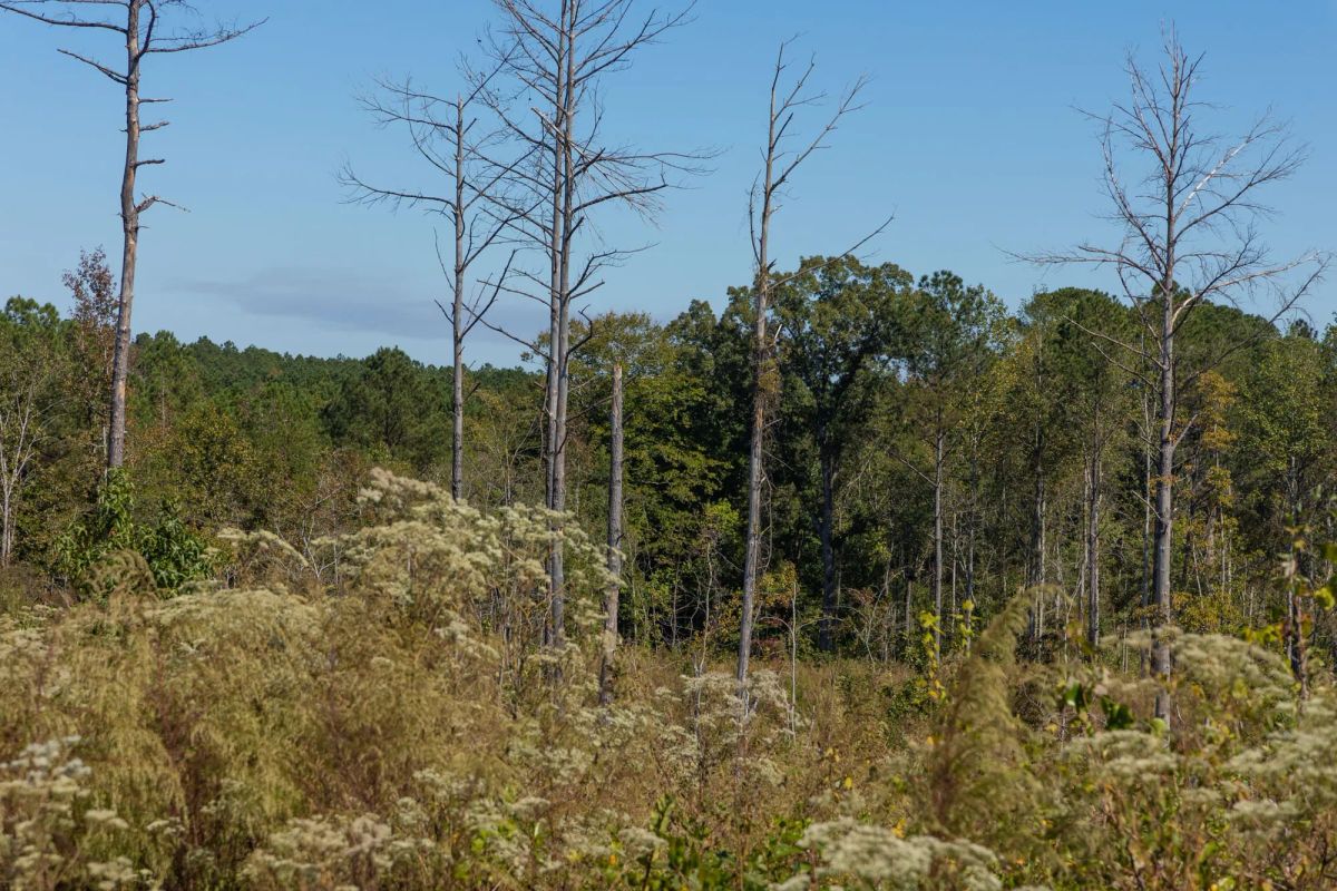 Decorative background for Meyer’s Ridge Tract 18 image 8