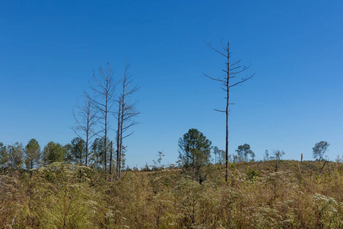 Decorative background for Meyer’s Ridge Tract 18 image 9