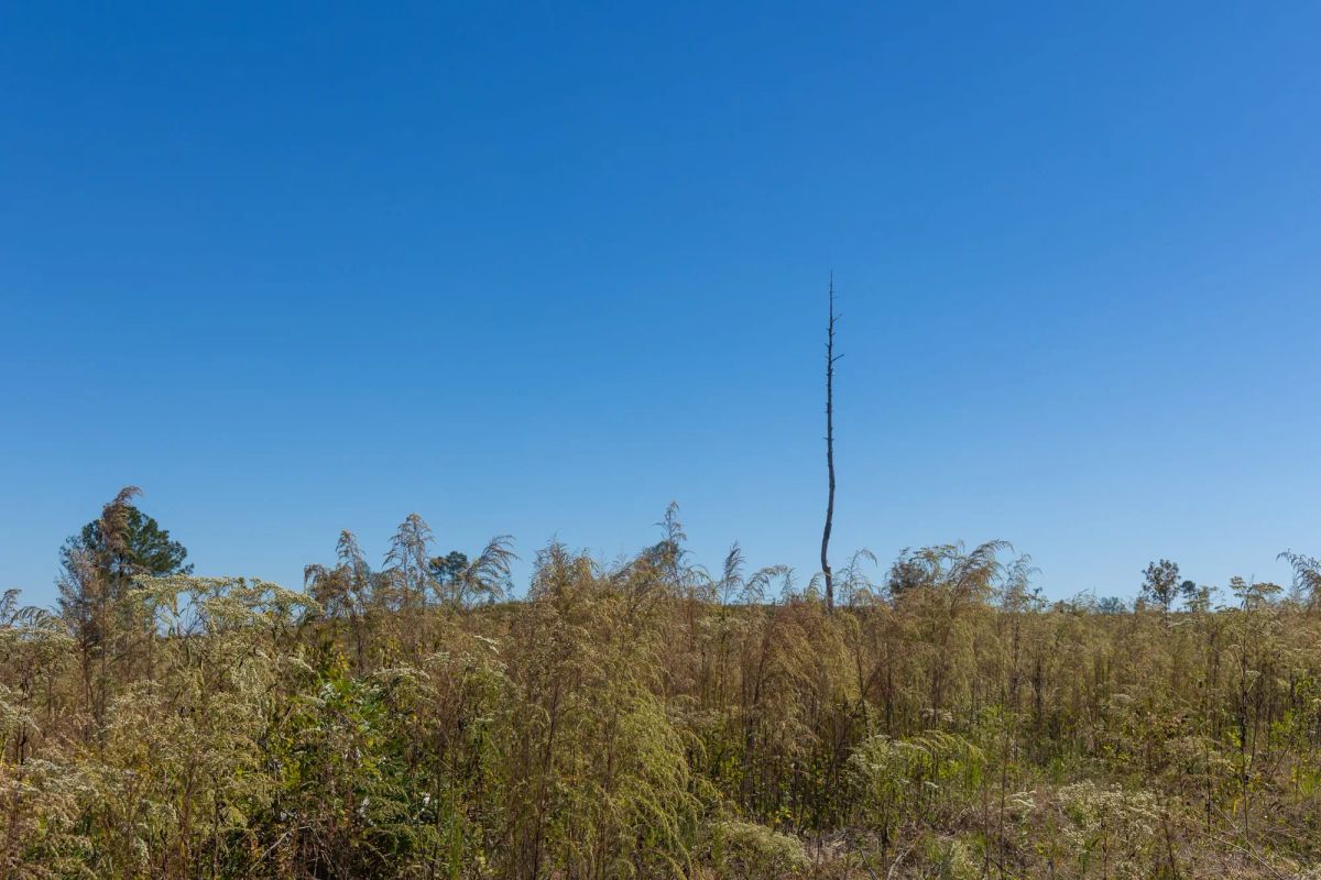Decorative background for Meyer’s Ridge Tract 18 image 11