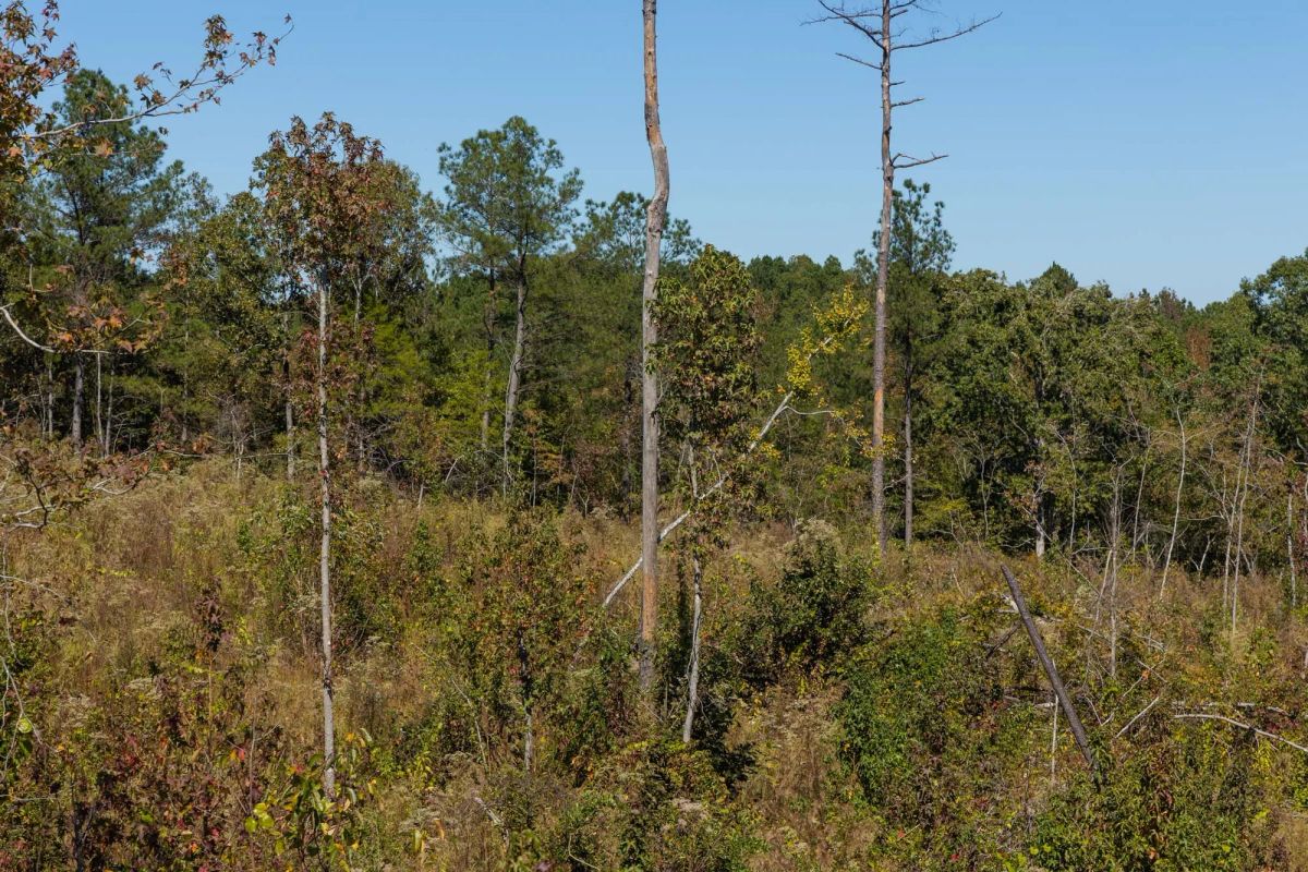 Decorative background for Meyer’s Ridge Tract 18 image 12