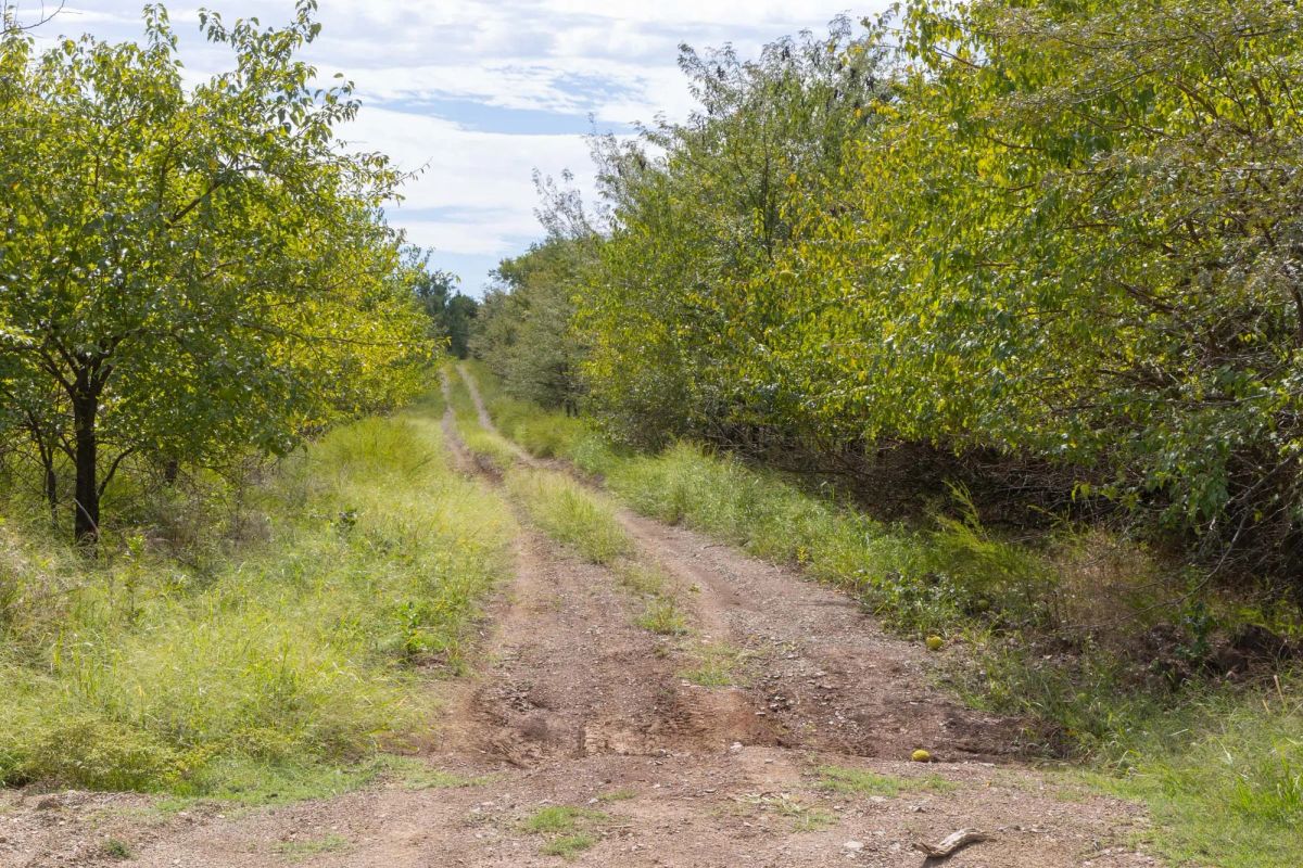 Decorative background for Reserves At Cattail Cove Phase II Tract 49 image 6