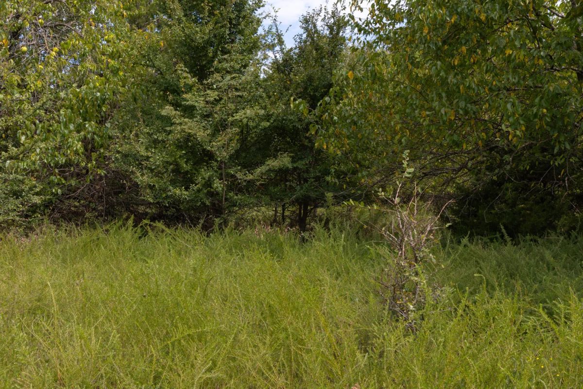 Decorative background for Reserves At Cattail Cove Phase II Tract 49 image 8