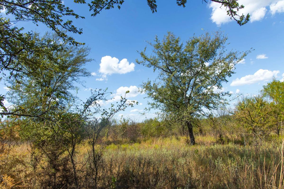 Decorative background for Gracyn Meadows Tract 14 image 11