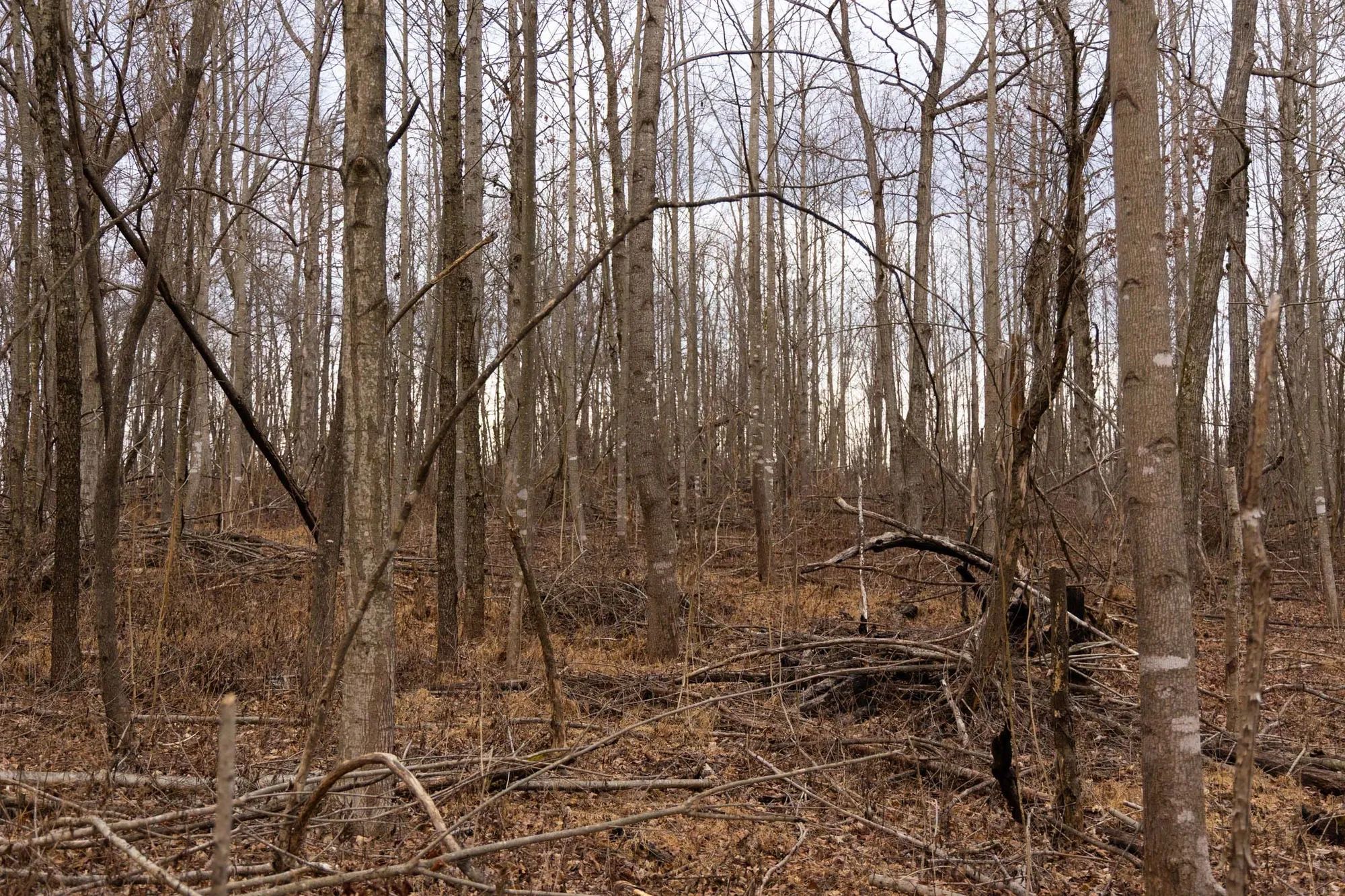 Jade Pass Tract 21 in Whitley County, KY