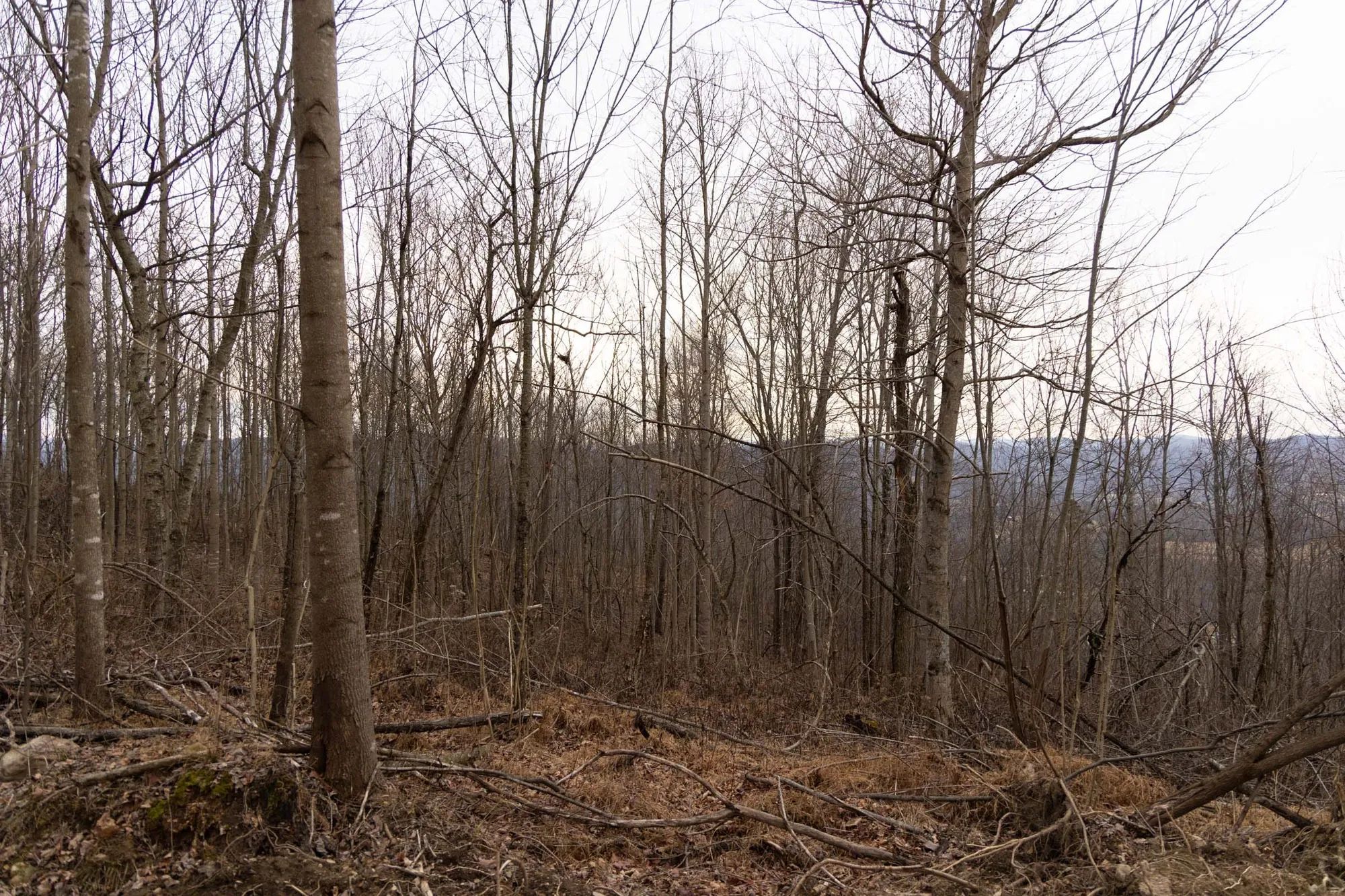 Jade Pass Tract 21 in Whitley County, KY