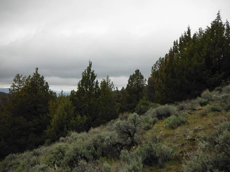 Decorative background for Moon Valley Ranch Tract 154 image 5