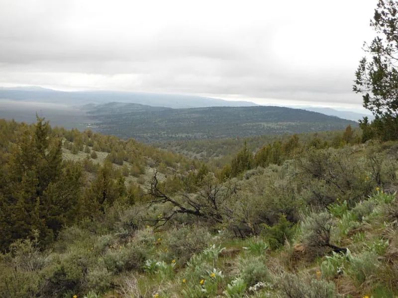 Decorative background for Moon Valley Ranch Tract 154 image 6