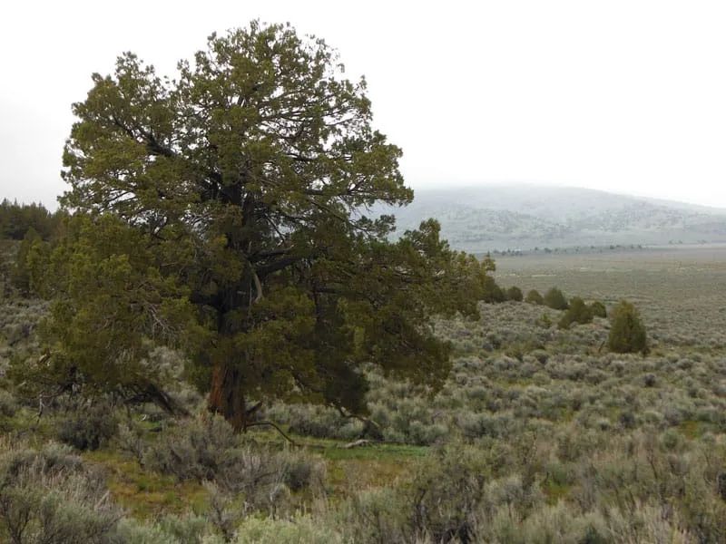 Decorative background for Moon Valley Ranch Tract 154 image 7