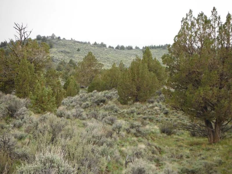 Decorative background for Moon Valley Ranch Tract 154 image 8