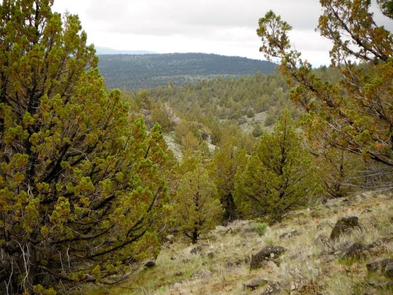 Decorative background for Moon Valley Ranch Tract 154 image 9