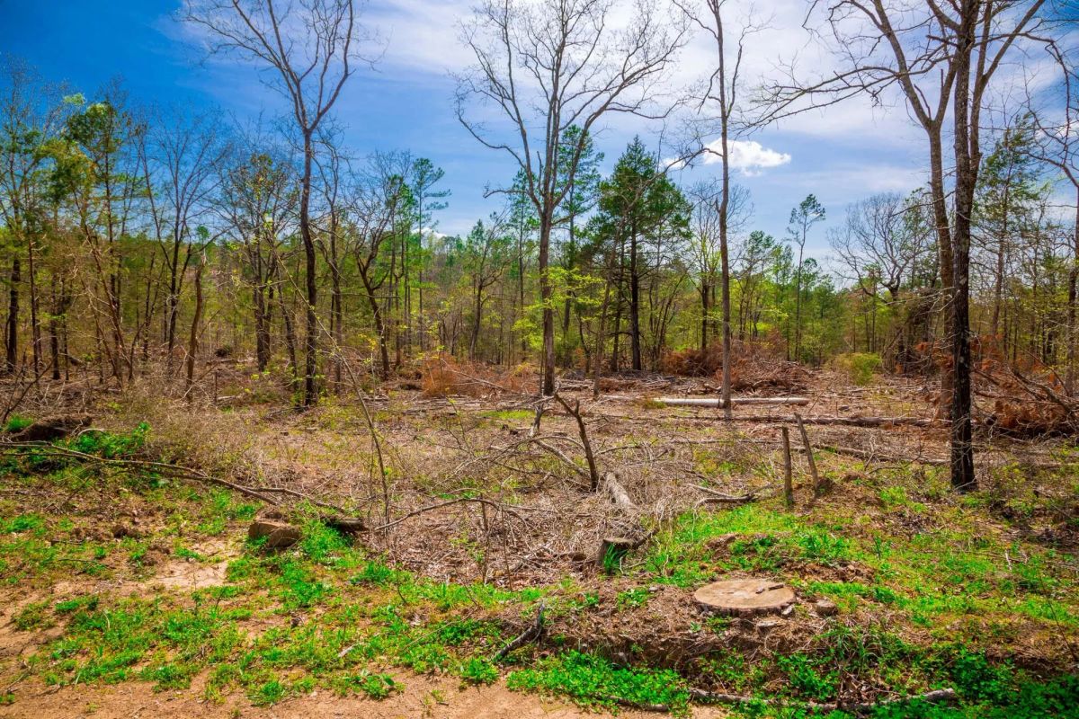 Decorative background for Stone Creek Phase II Tract 251 image 8