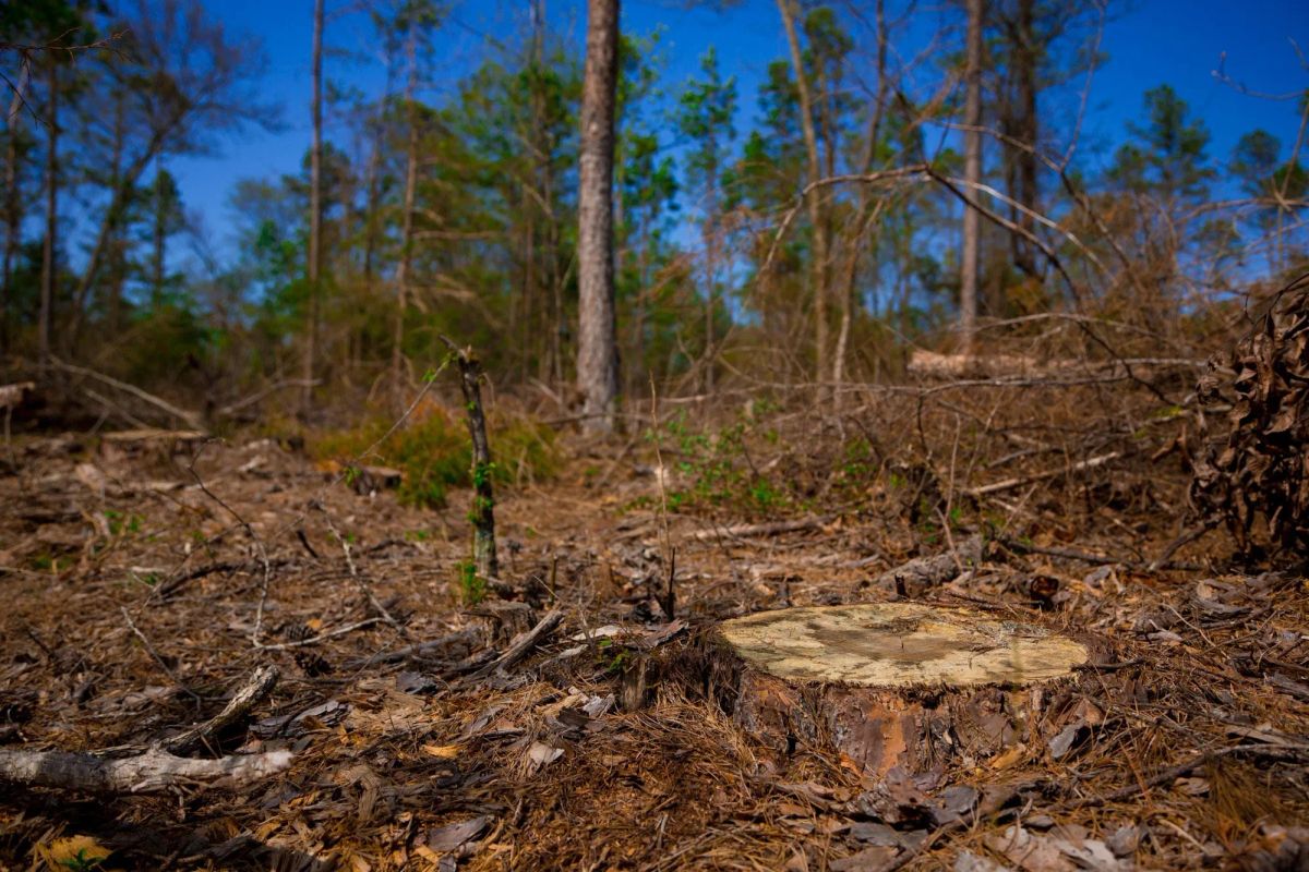 Decorative background for Stone Creek Phase II Tract 251 image 9