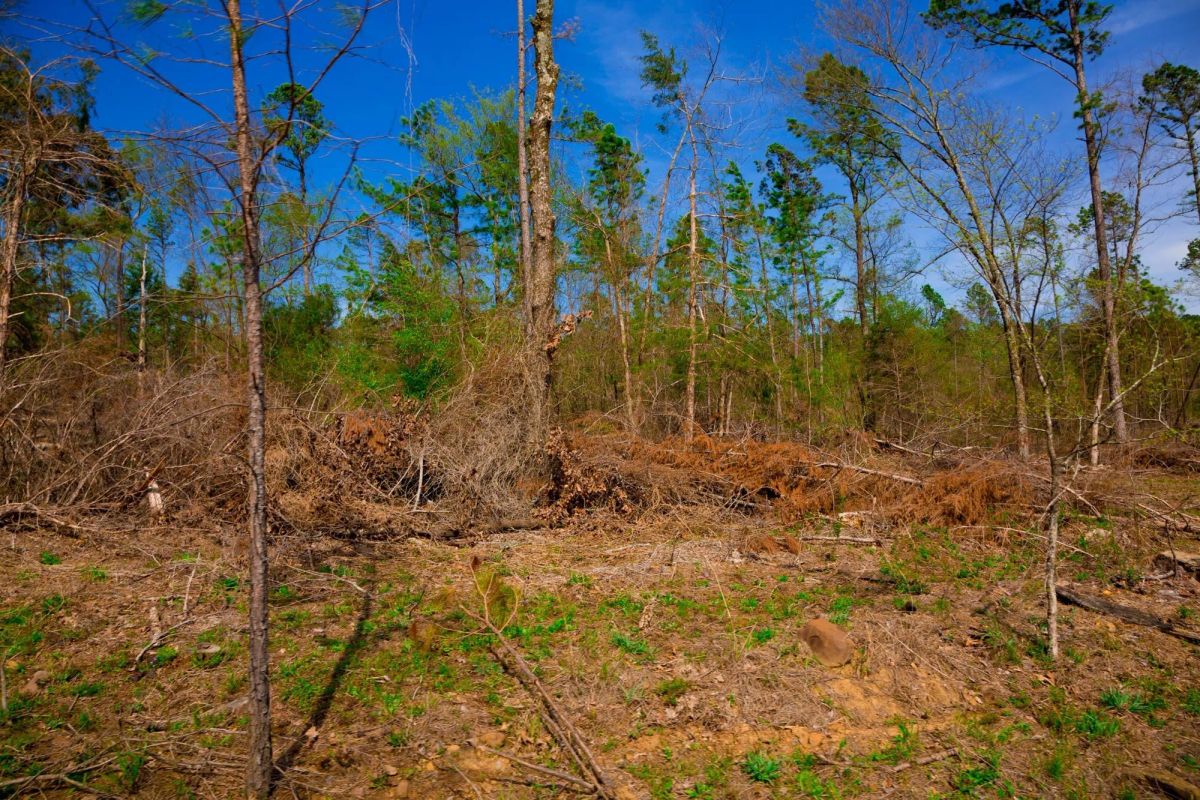 Decorative background for Stone Creek Phase II Tract 251 image 10