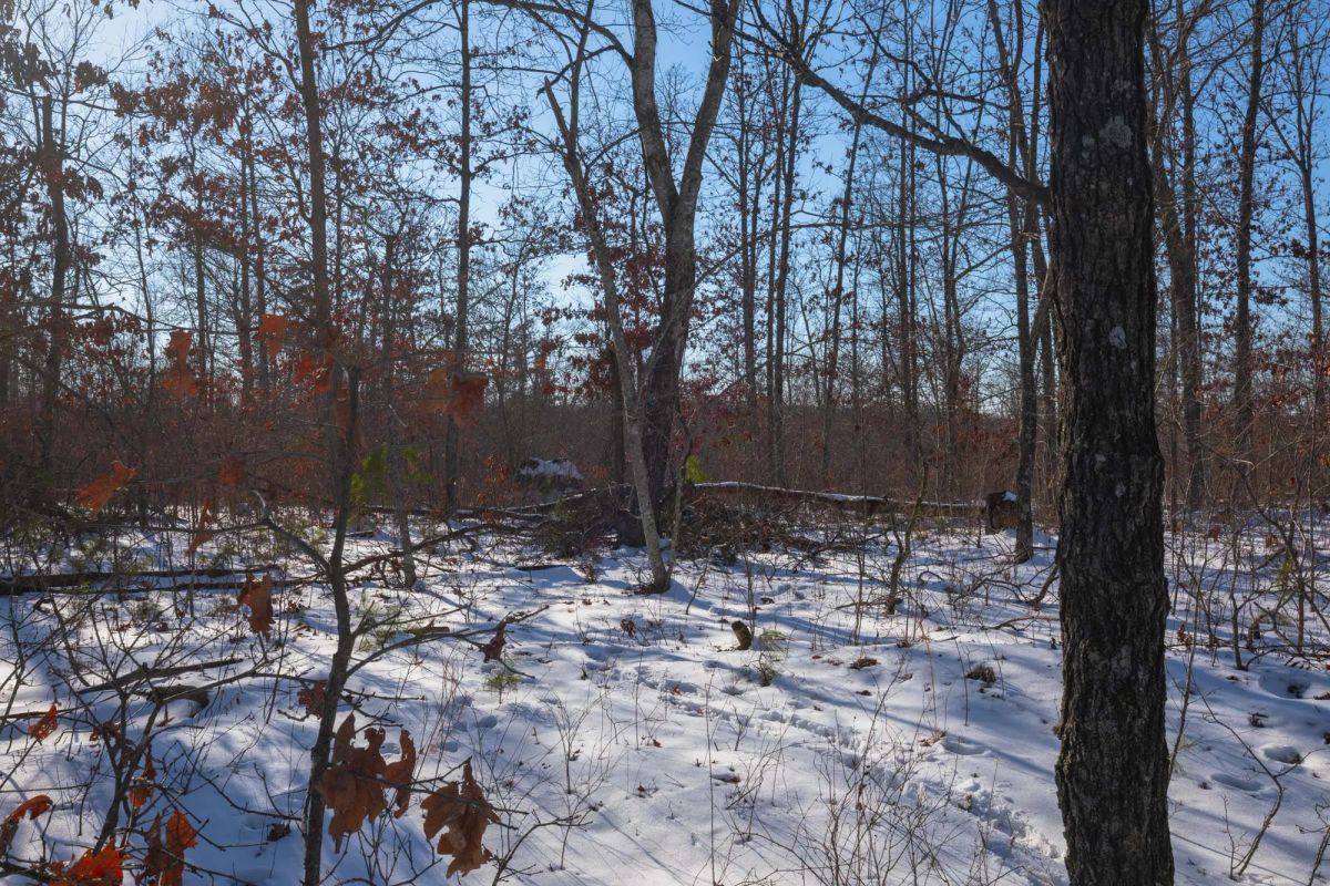 Decorative background for Sleepy Hollow Phase I Tract 43 image 5