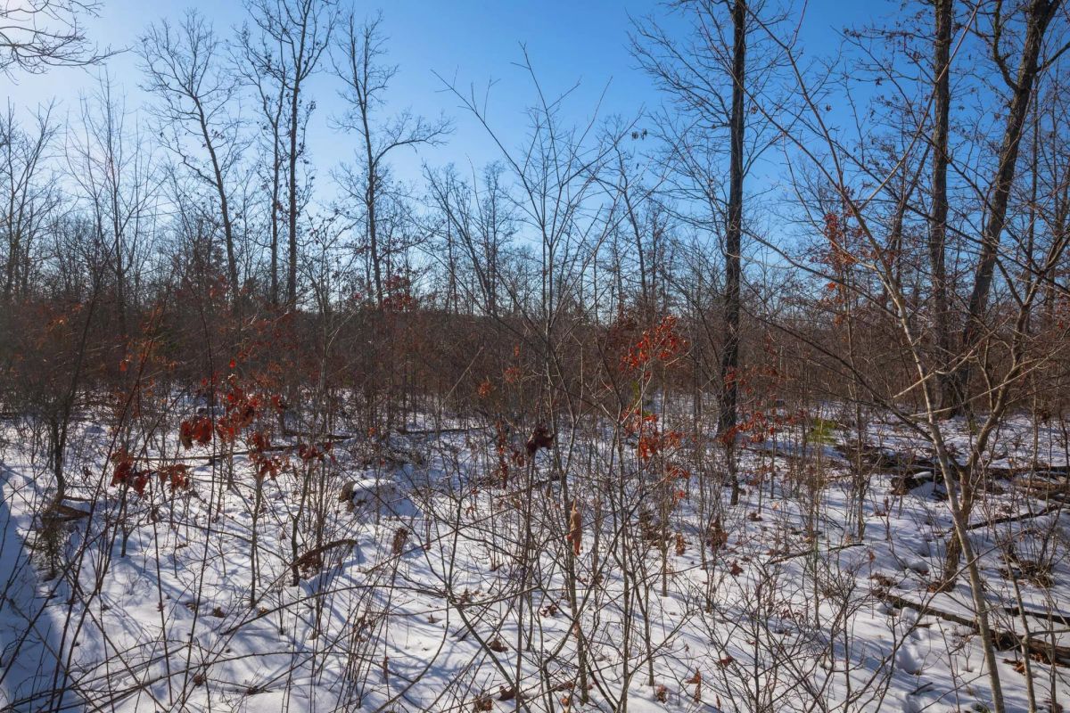 Decorative background for Sleepy Hollow Phase I Tract 43 image 8