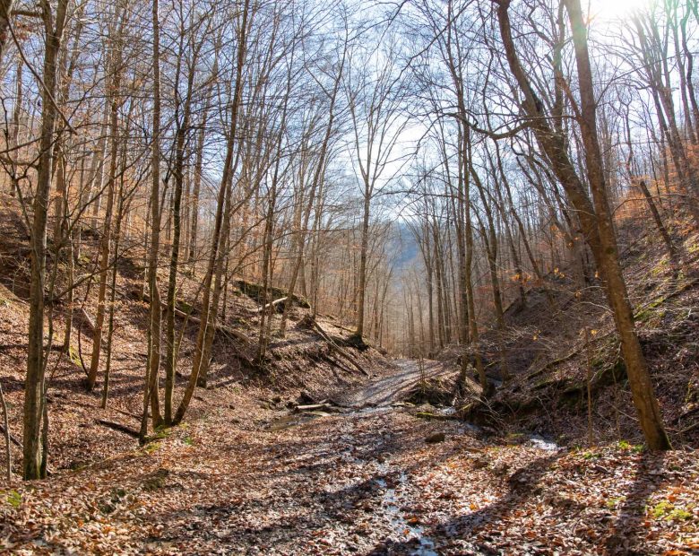 Blackstone Mountain Phase I Tract 11 in Clay County, KY