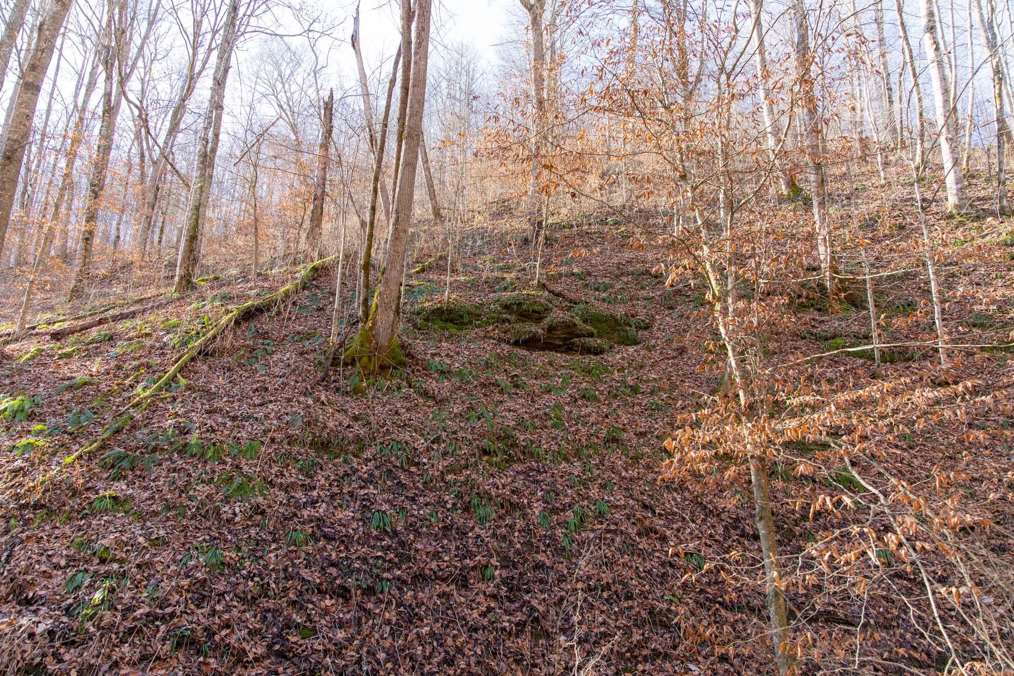 Blackstone Mountain Phase I Tract 11 in Clay County, KY