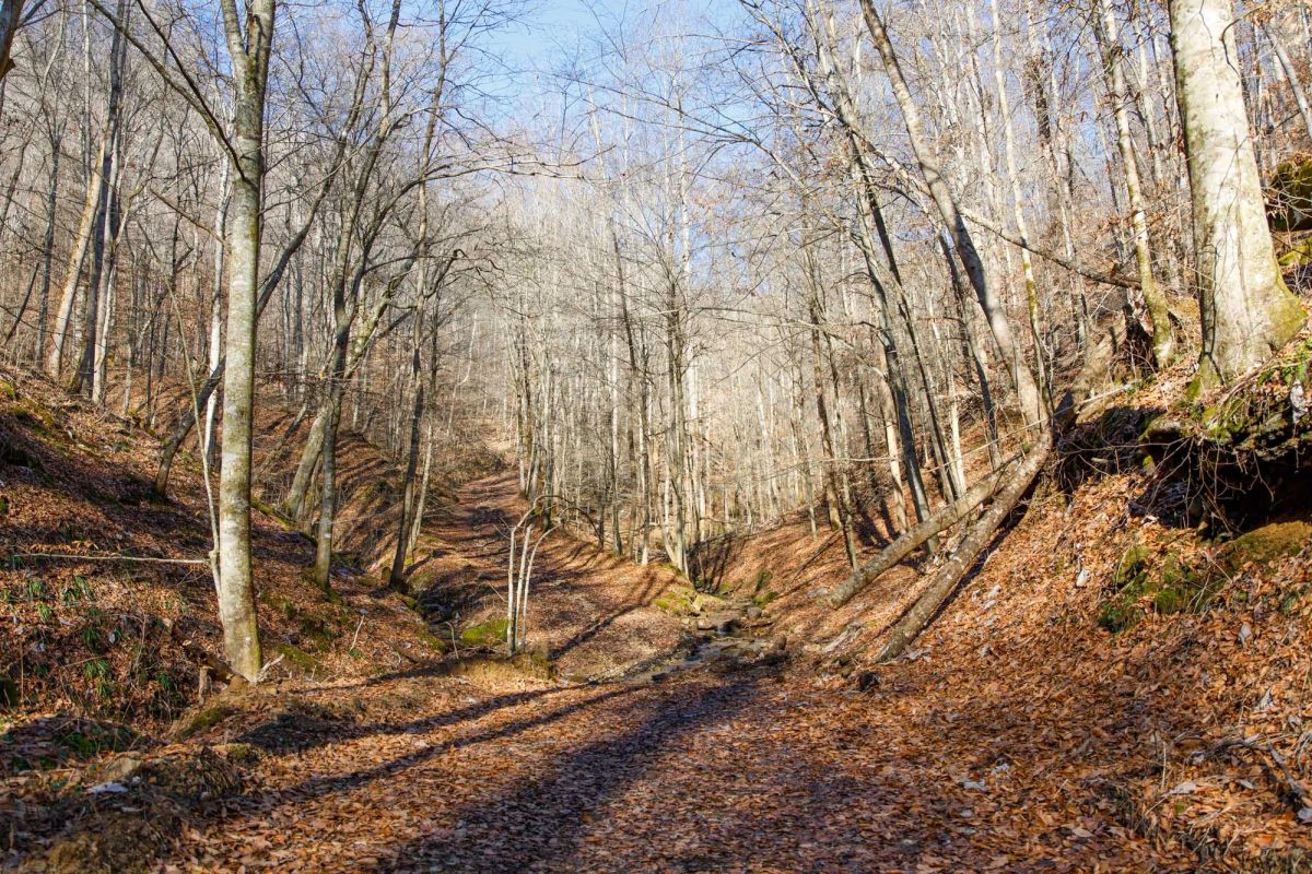 Decorative background for Blackstone Mountain Phase I Tract 11 image 6