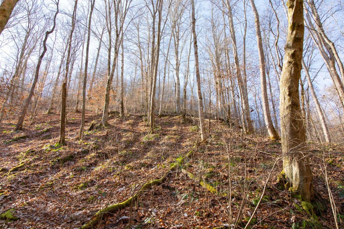Decorative background for Blackstone Mountain Phase I Tract 11 image 7