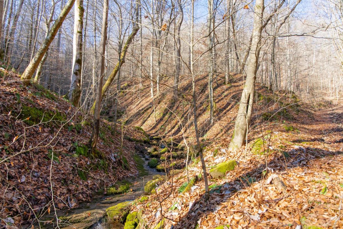 Decorative background for Blackstone Mountain Phase I Tract 11 image 8
