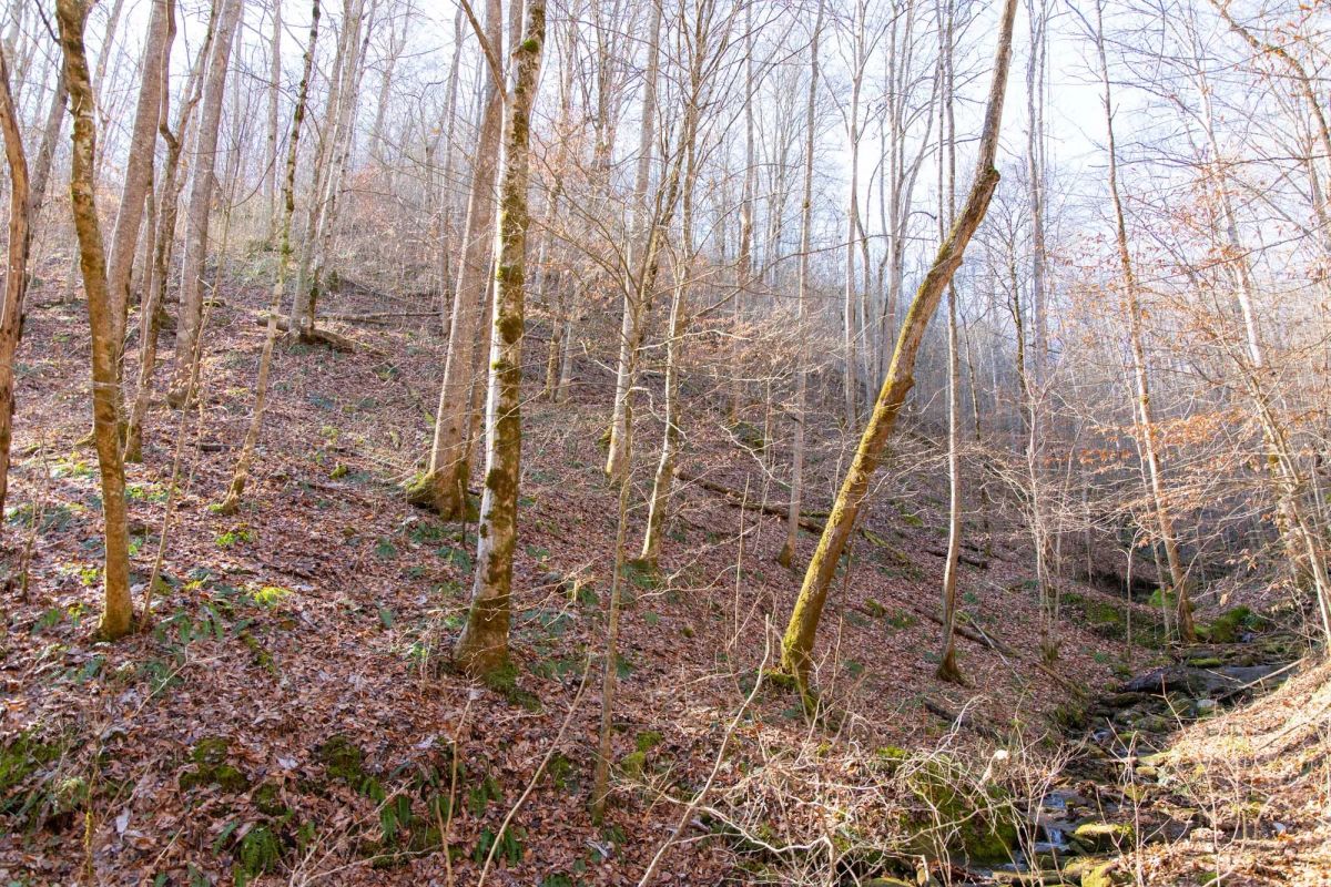 Decorative background for Blackstone Mountain Phase I Tract 11 image 9
