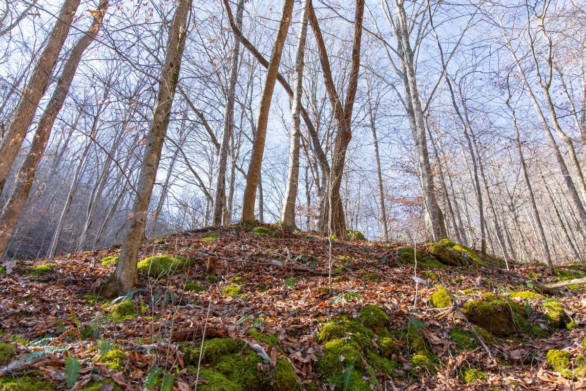 Decorative background for Blackstone Mountain Phase I Tract 11 image 10
