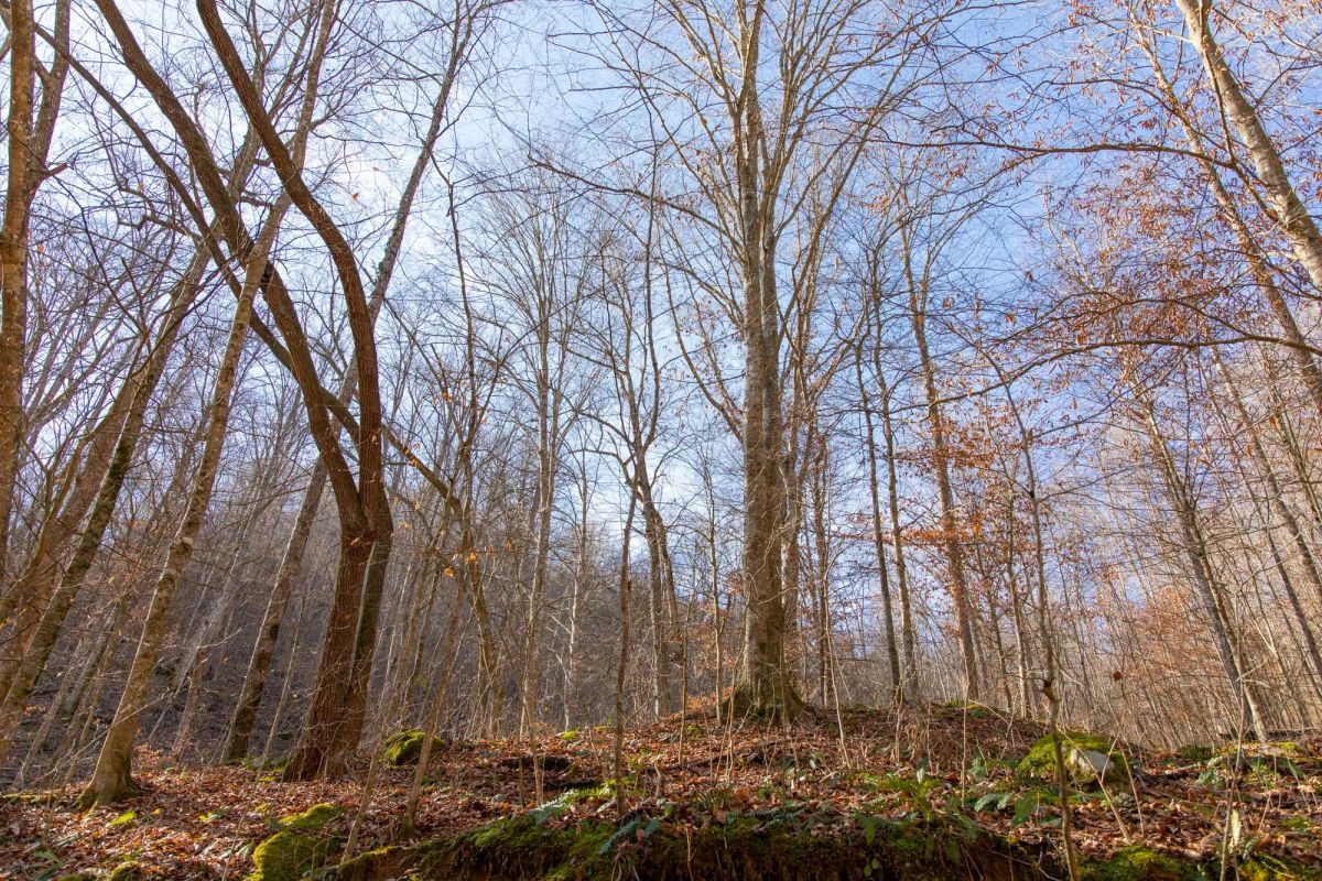 Decorative background for Blackstone Mountain Phase I Tract 11 image 11