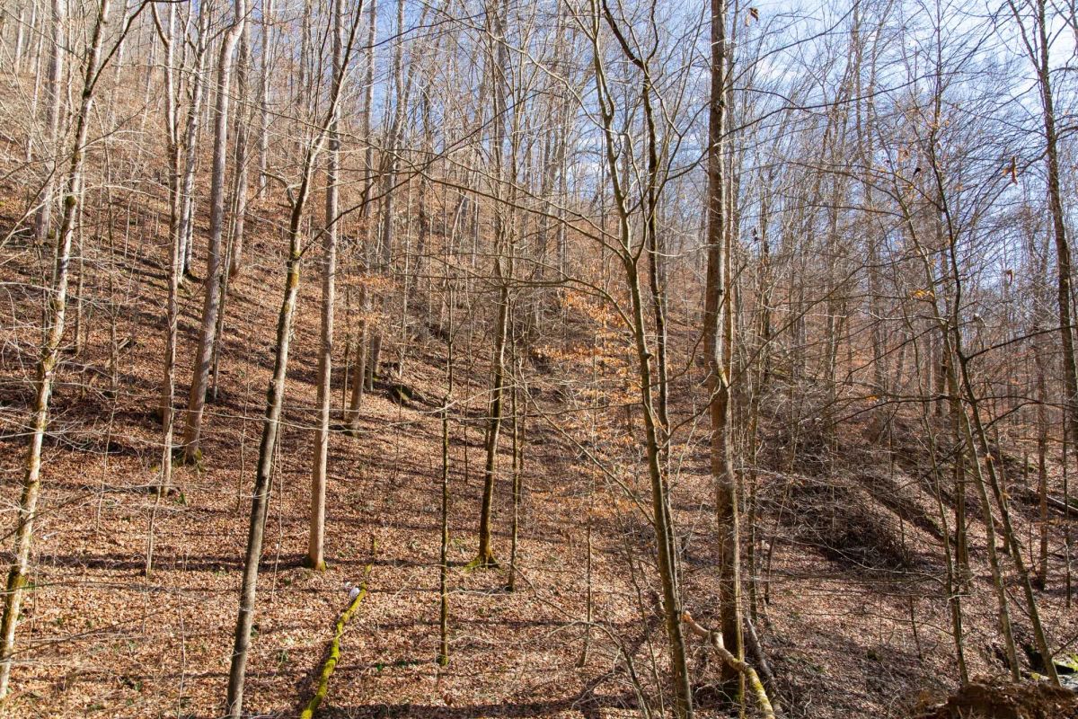 Decorative background for Blackstone Mountain Phase I Tract 11 image 12