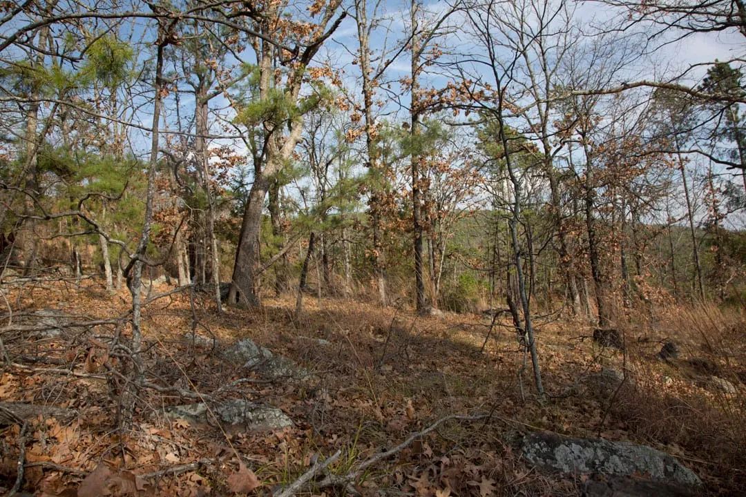 Decorative background for Stone Creek Phase III Tract 92 image 7