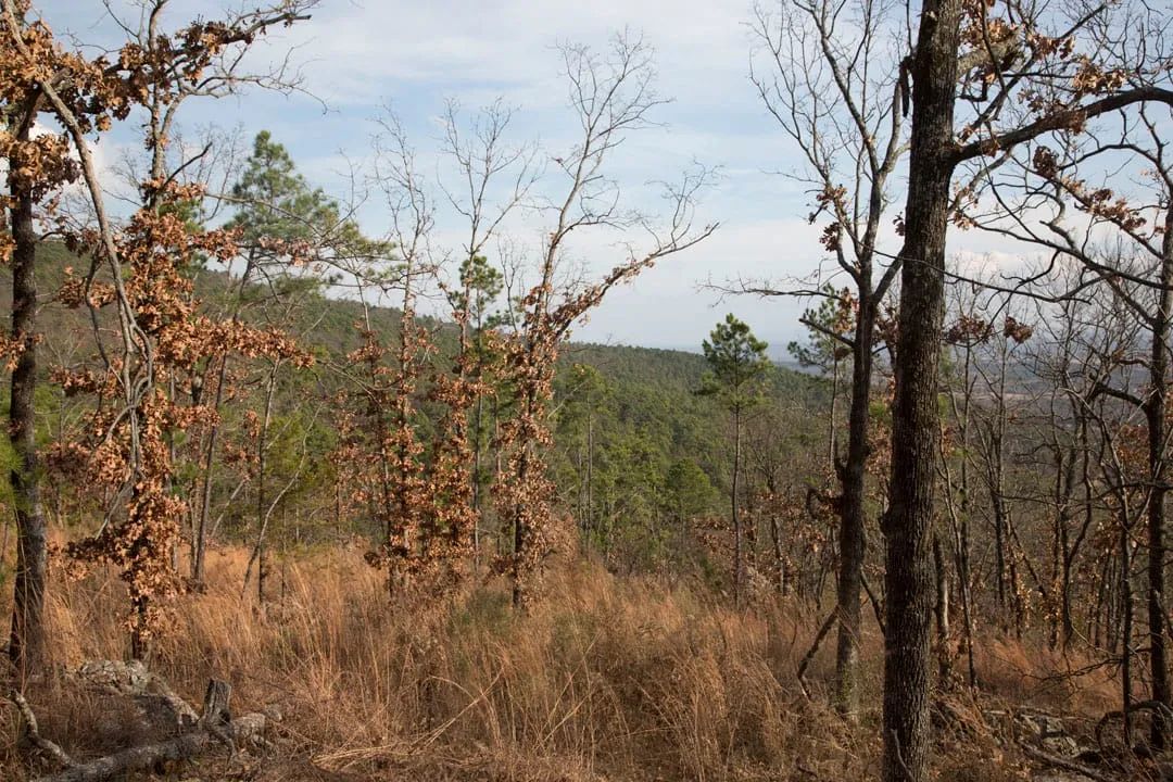 Decorative background for Stone Creek Phase III Tract 92 image 10