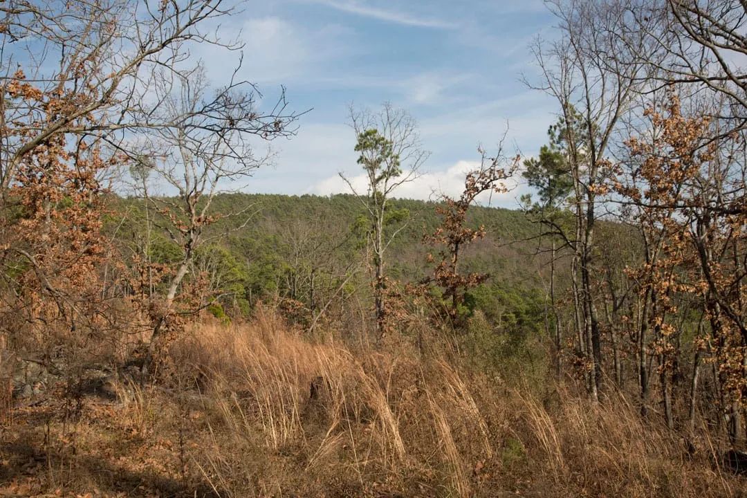 Decorative background for Stone Creek Phase III Tract 92 image 13