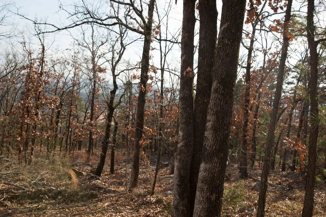 Decorative background for Stone Creek Phase III Tract 92 image 16