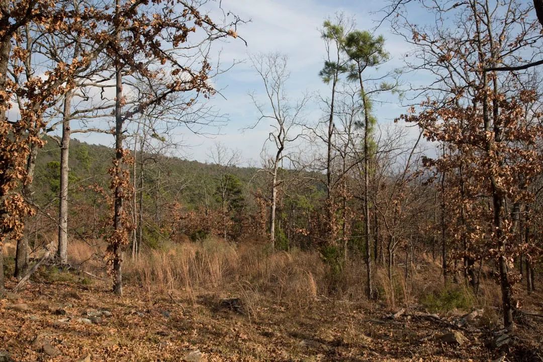 Decorative background for Stone Creek Phase III Tract 92 image 17