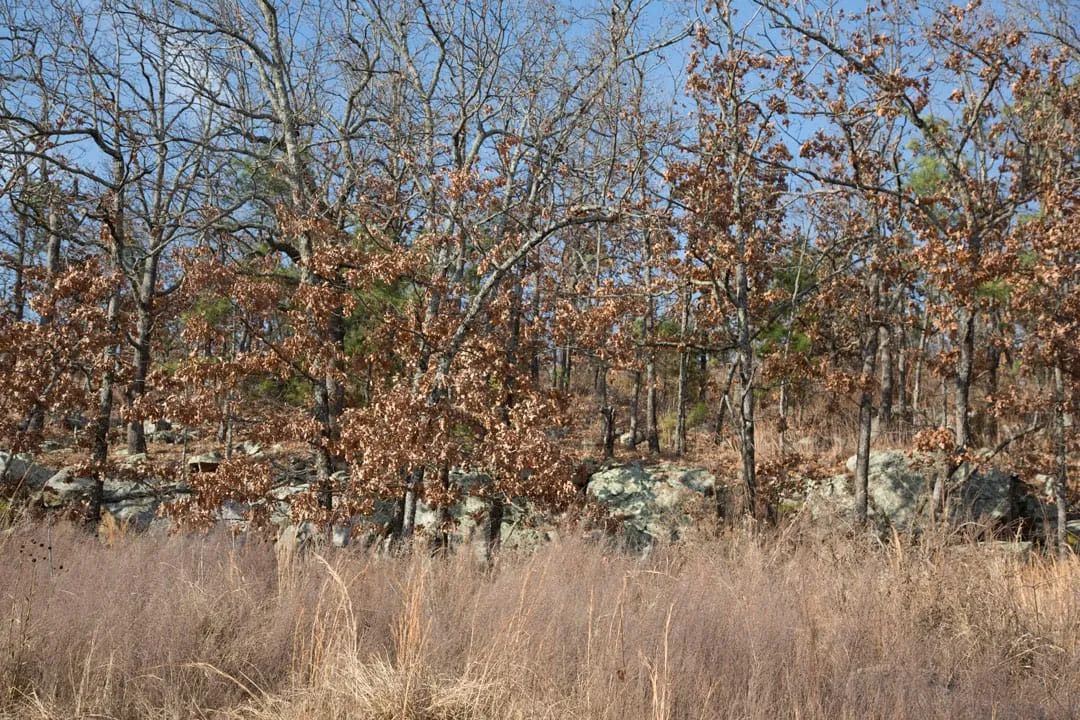 Decorative background for Stone Creek Phase III Tract 92 image 21