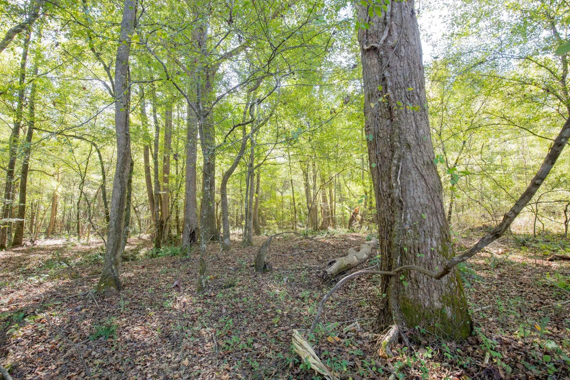 Sky Ranch Tract 10 in Attala County, MS