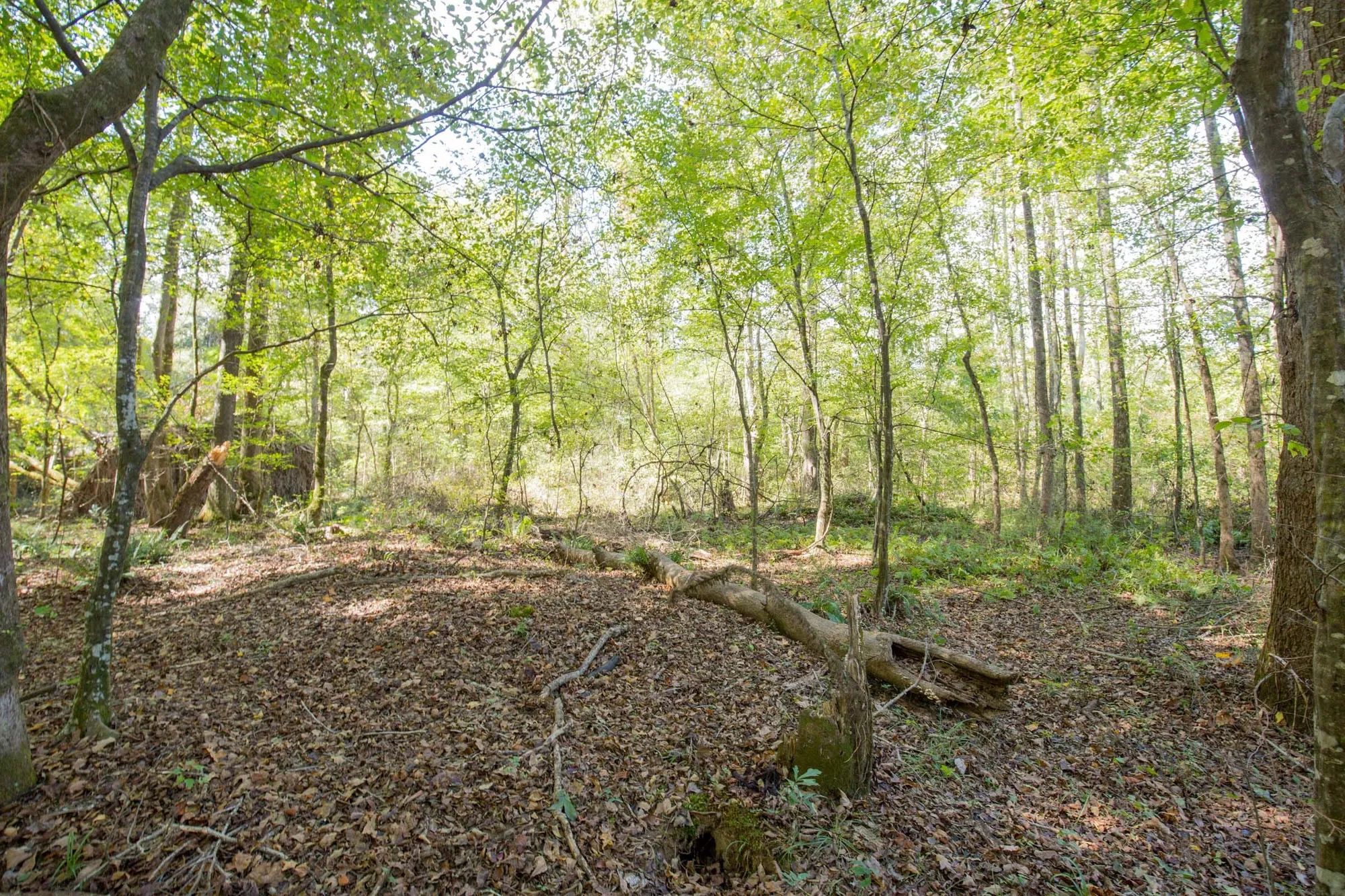 Sky Ranch Tract 10 in Attala County, MS