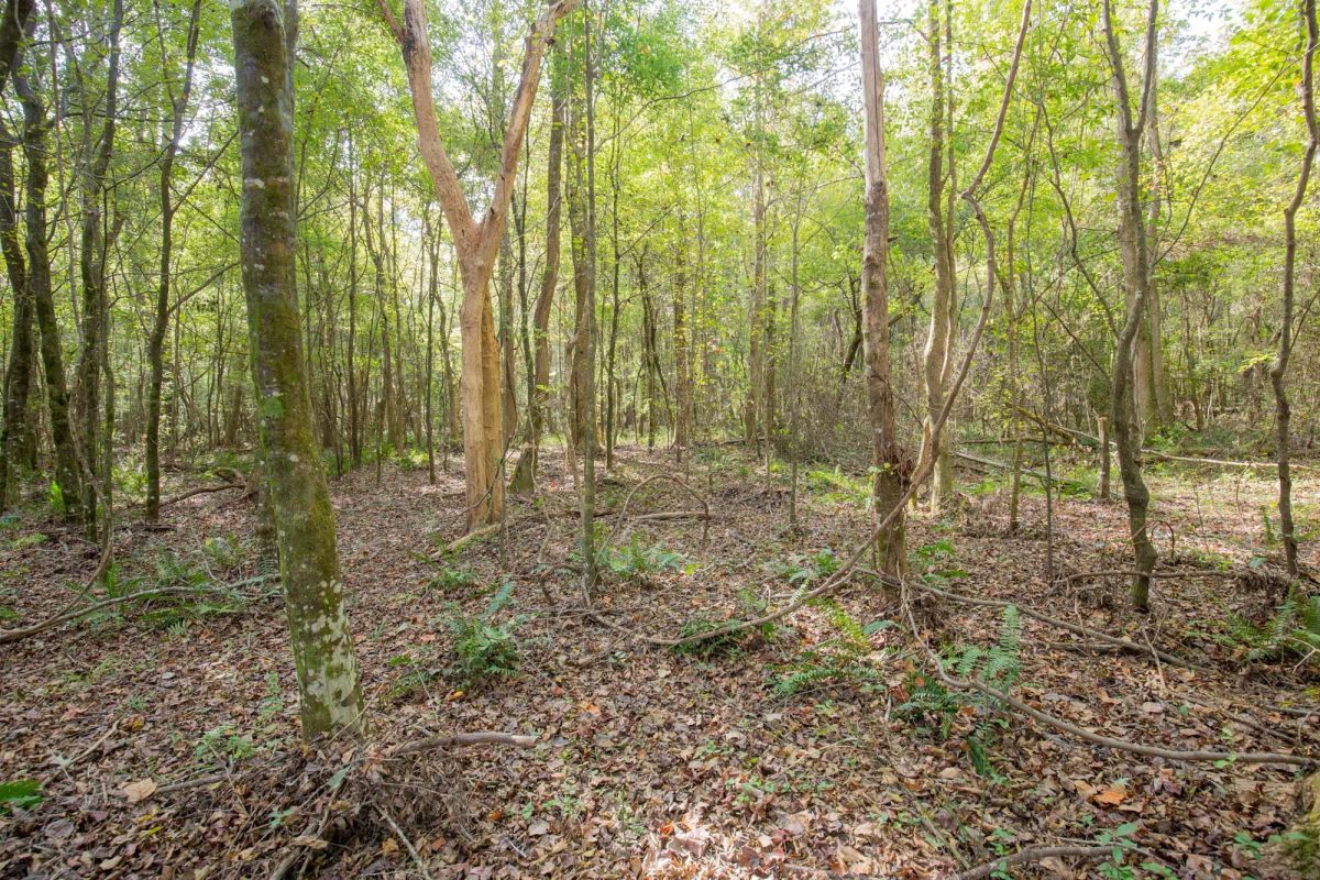 Decorative background for Sky Ranch Tract 10 image 6