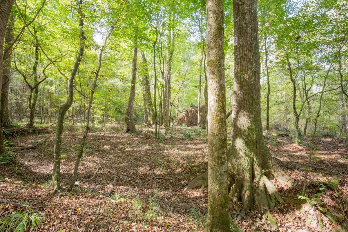 Decorative background for Sky Ranch Tract 10 image 8