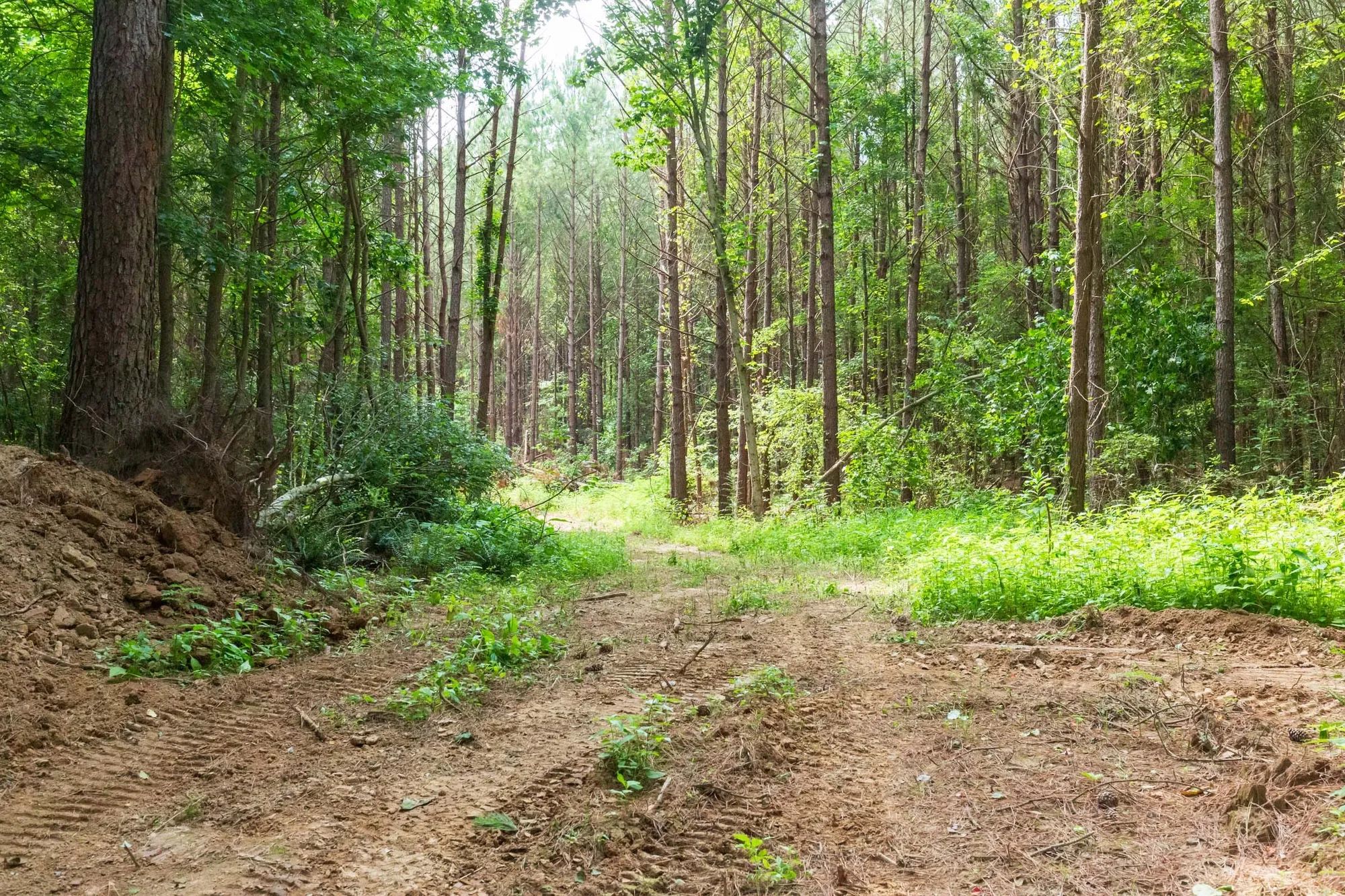 Whiskey Ridge Tract 95 in Henderson County, TN
