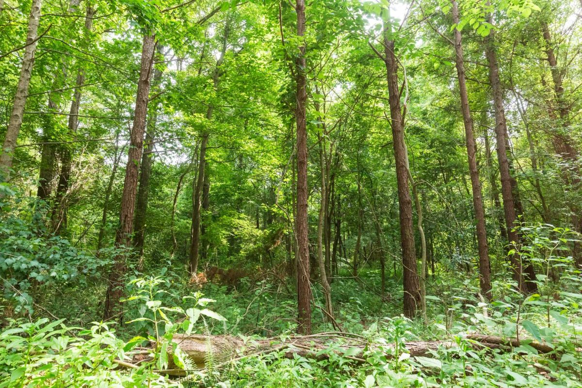 Whiskey Ridge Tract 95 - Image 2