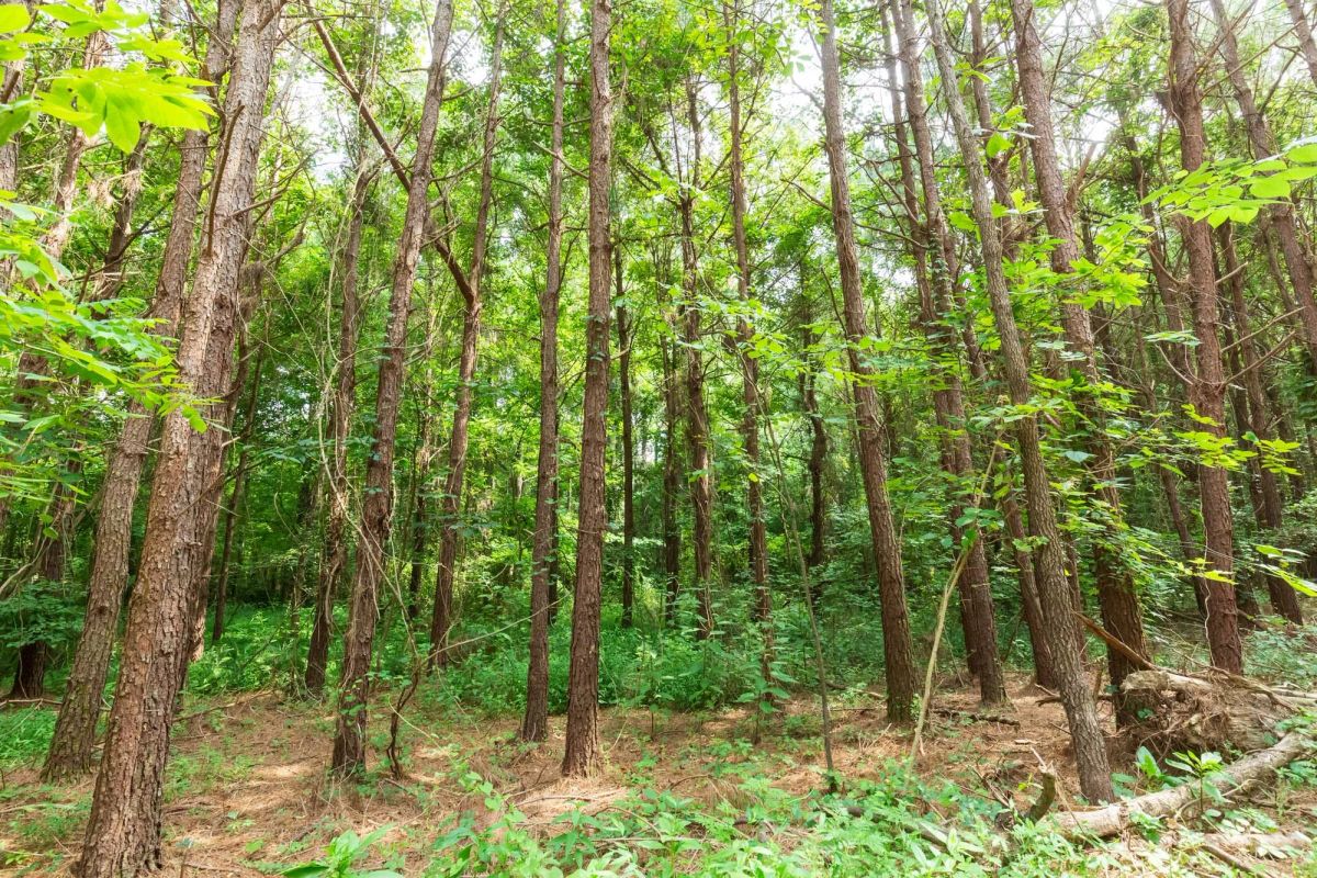 Whiskey Ridge Tract 95 - Image 3