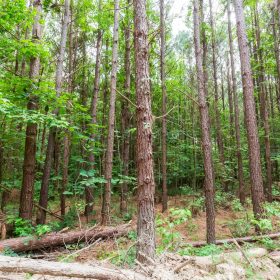 Whiskey Ridge Tract 95 in Henderson County, TN