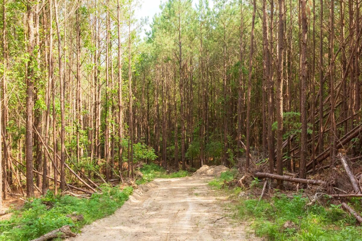 Decorative background for Whiskey Ridge Tract 95 image 5