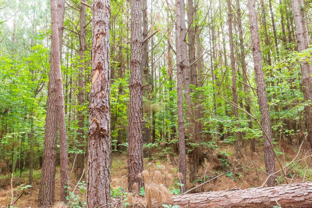 Decorative background for Whiskey Ridge Tract 95 image 6