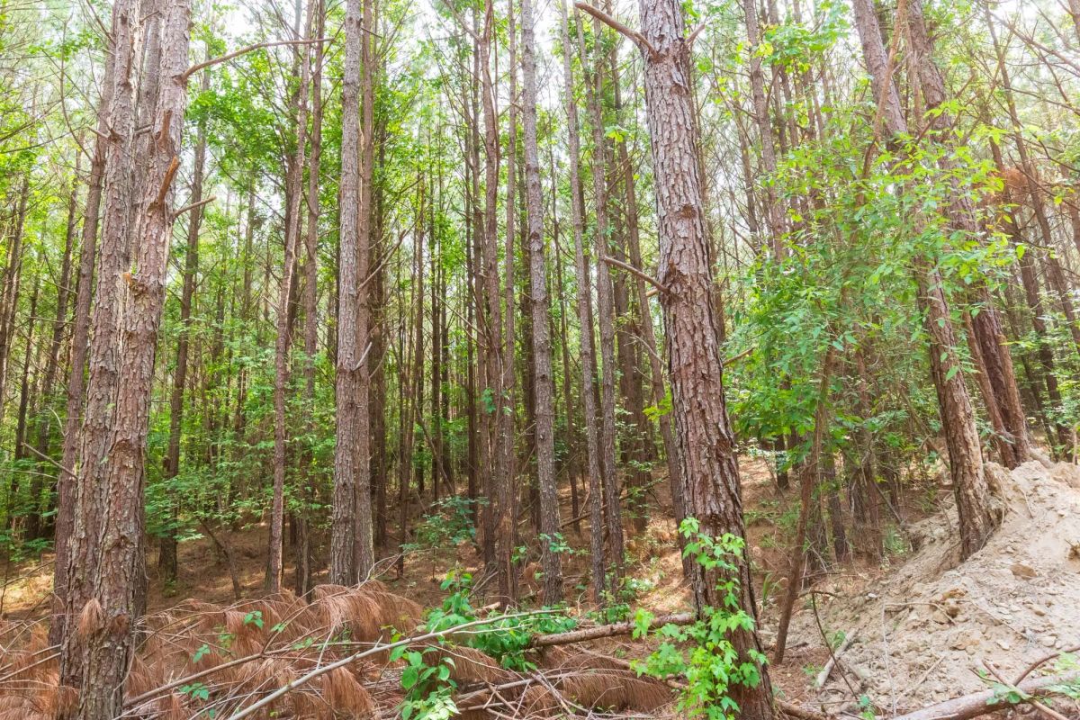 Decorative background for Whiskey Ridge Tract 95 image 7