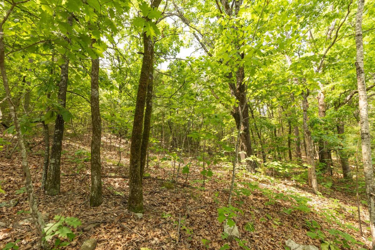 Decorative background for Stone Bridge Reserve Tract 32 image 5