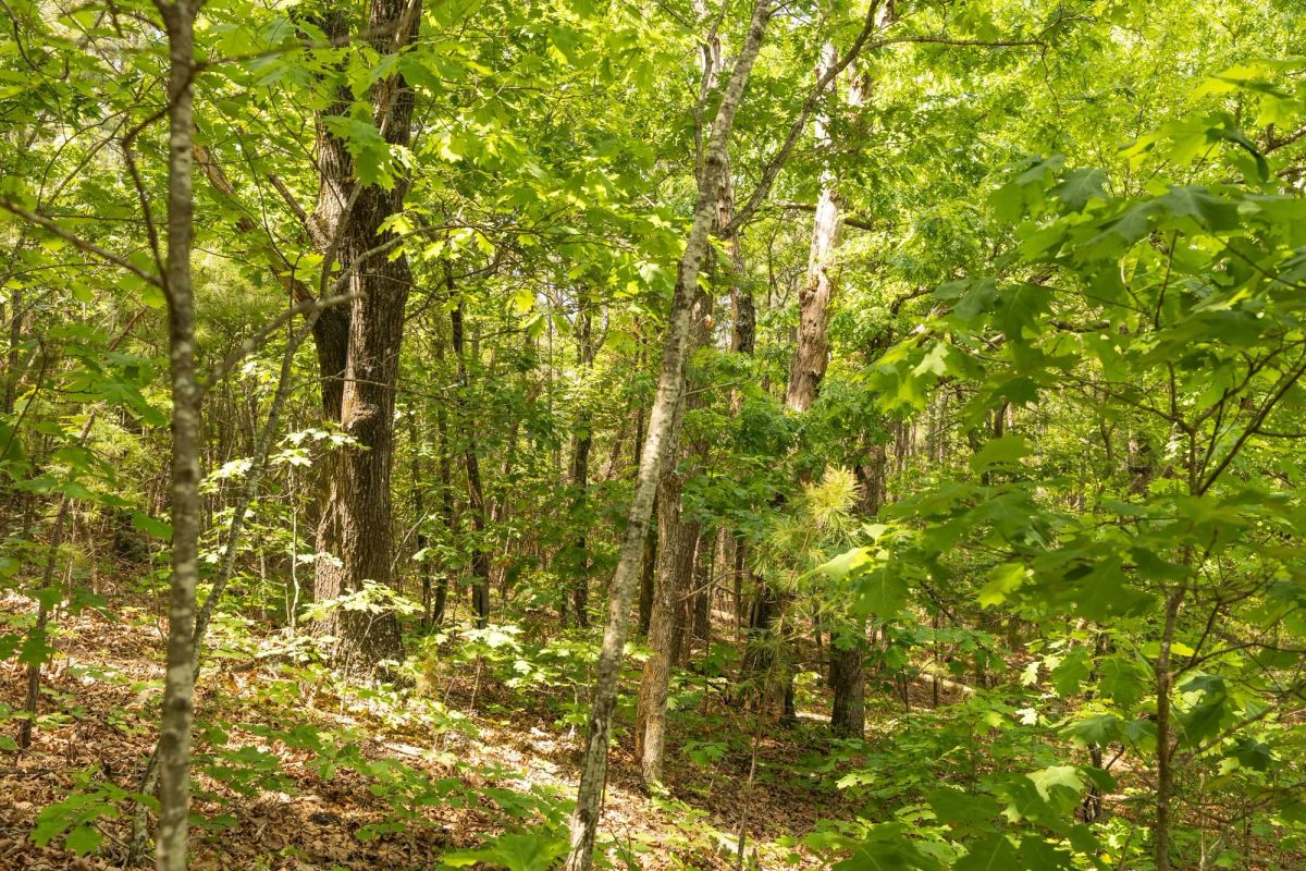 Decorative background for Stone Bridge Reserve Tract 32 image 6